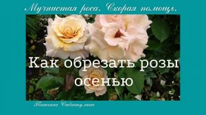 Розы. Обрезка роз в сентябре. Мучнистая роса - Скорая помощь