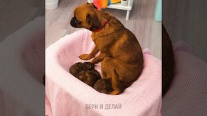 ГЕНИАЛЬНЫЕ ЛАЙФХАКИ И ГАДЖЕТЫ ДЛЯ УМНЫХ ВЛАДЕЛЬЦЕВ ДОМАШНИХ ЖИВОТНЫХ