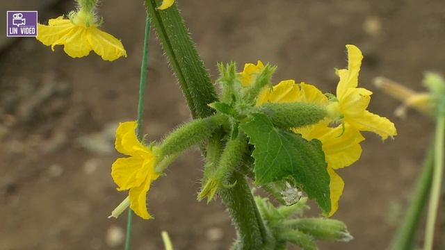 Выращивание огурцов в теплице: опыт с аминокислотами и микроэлементами в хелатной форме. Результаты смотреть онлайн
