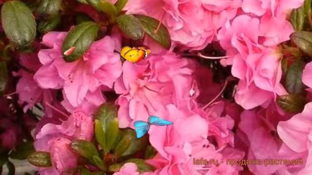 Азалия японская Петтикоут (petticoat) ? обзор: как сажать, саженцы азалии Петтикоут смотреть онлайн