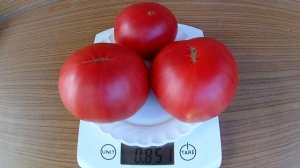 Fish Lake Oxheart. Томат - Бычье сердце Рыбного Озера