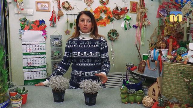 Новий День. Рубрика - "Я садівник" смотреть онлайн