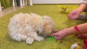 ЩЕНОК И ДЕТИ! Как ухаживать за щенком. Пудель.