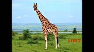 Видеоурок по изучению таджикского языка. Алфавит