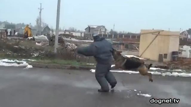 Настоящая собака-защитник! Немецкая овчарка Чак