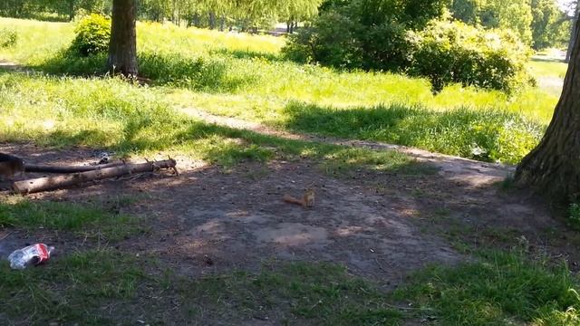 Белка в Приоратском парке Гатчины пьёт кока колу смотреть онлайн