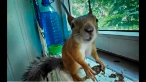 БУДНИ ДОМАШНЕЙ БЕЛКИ, ДИКИЙ ЗВЕРЬ-БЕЛКА ЗАБЕЖАЛА ДОМОЙ ПО ХУЛИГАНИТЬ!!!