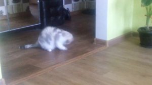 Домовой играет с кошкой.