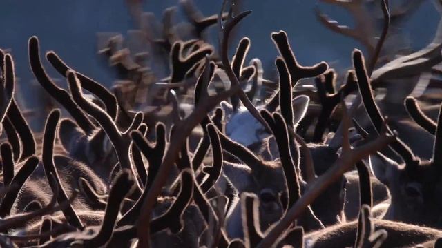 Herd of domesticated reindeer (Rangifer tarandus) moving around, Norway смотреть онлайн