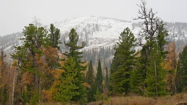 10 класс. Диктант. Осень в Сибири смотреть онлайн