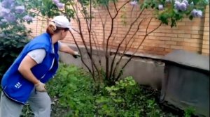 Глициния и Сирень в цвету||Уход за сиренью