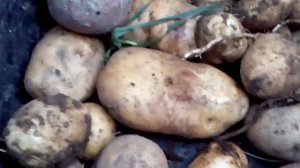 Заготовка червей на зиму