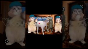 ВСЕ МОИ ВИДЕО С МЕМНЫМИ КОТАМИ НА ЗЕЛЕНОМ ФОНЕ
