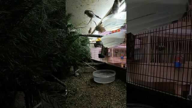 Чечетки - Acanthis flammea смотреть онлайн