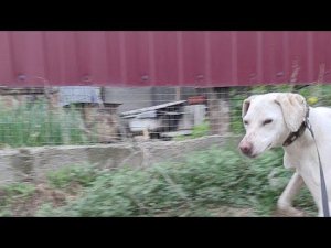 Прямой Эфир Гуляем С Милой