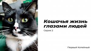 Кошачья жизнь глазами людей — Серия 2