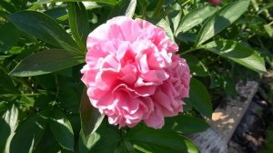 Пион Карнейшен Букет. Paeonia Carnation Bouquet.- Seidl, 1996, США
