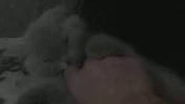 Кошечка не любит когда ей чешат пузо) смотреть онлайн