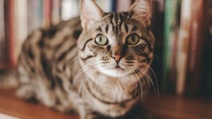 Кошка покажет вам, есть ли в доме благополучие, мир и покой