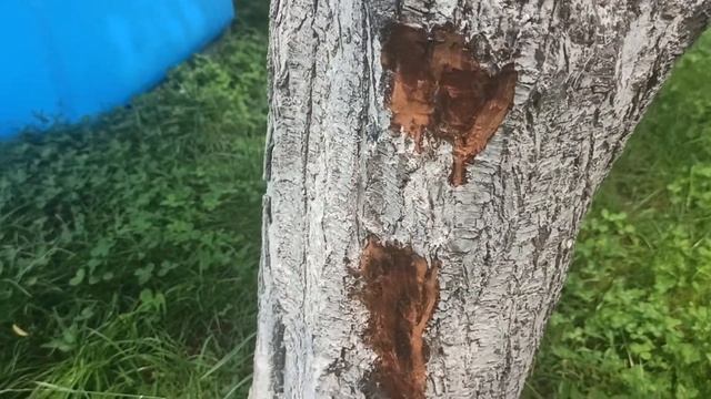 Как вылечить дерево от грибка в вашем саду! смотреть онлайн