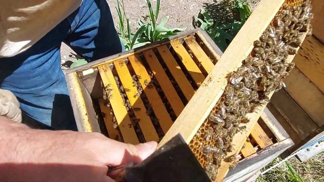Пасека Юрия Балан.Обзор пасеки,осмотр семей,прививка! смотреть онлайн