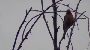 Птичка похожая на зяблика. Красная грудка и хохолок.