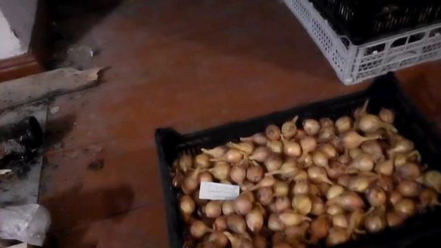 Моя колекция лука шалот смотреть онлайн