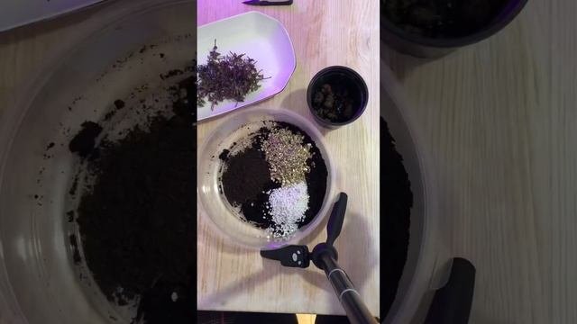 Каллизия ползучая. Омоложение.