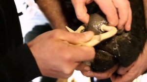 Отучение сосать коров и телят соска для кормления