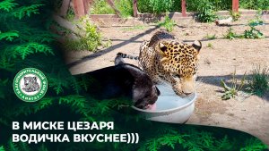 ВЫПУСК 100.  В миске Цезаря водичка вкуснее. )))