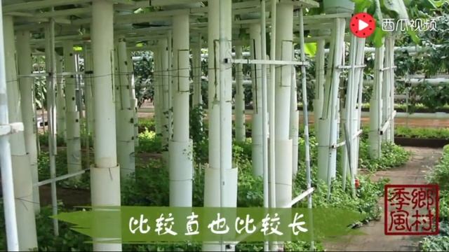 Бизнес: корни лопуха вырастить в теплице! These are the roots of burdock !!!!