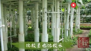 Бизнес: корни лопуха вырастить в теплице! These are the roots of burdock !!!!