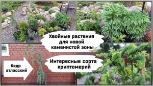 Хвойные растения для новой каменистой зоны. Интересные сорта криптомерий. Кедр атласский.