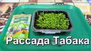 Присыпной способ посева семян Табака.
