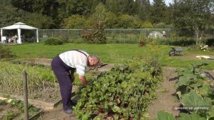 Хозяйство Воронова | Огород | Свекла. Урожай, который всегда радует