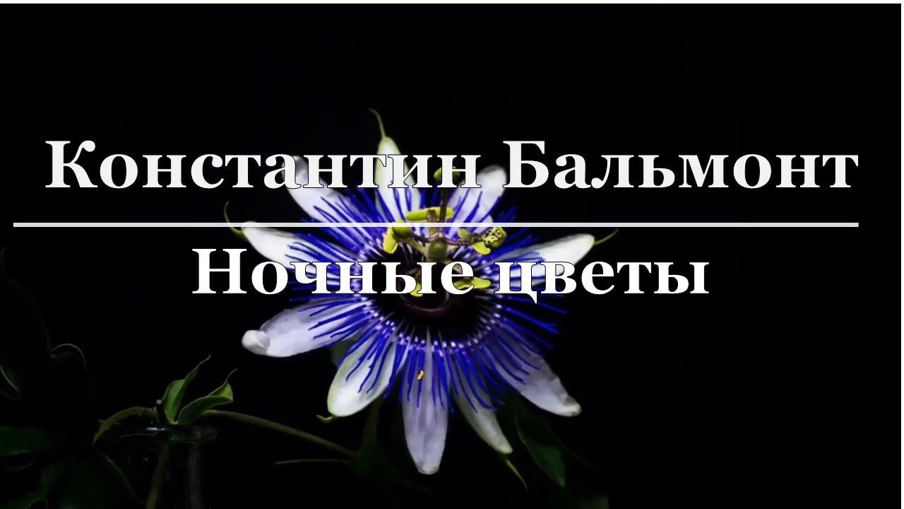 Константин Бальмонт - Ночные цветы