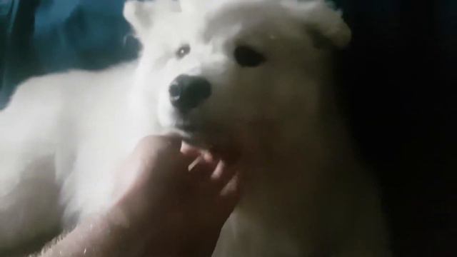 Самоедская лайка