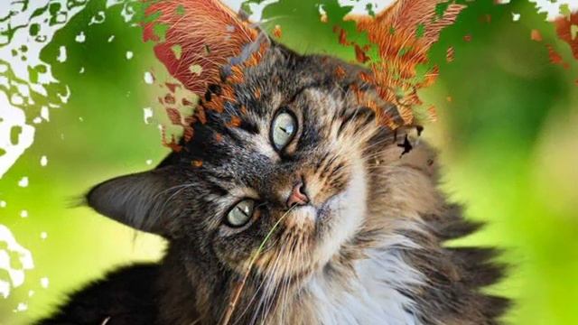 Премиум корма для кошек список смотреть онлайн