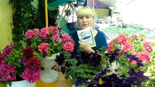 Для пышного цветения петунии нужно сделать это! смотреть онлайн