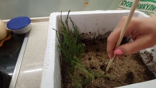 Черенкование туи, можжевельника в домашних условиях
