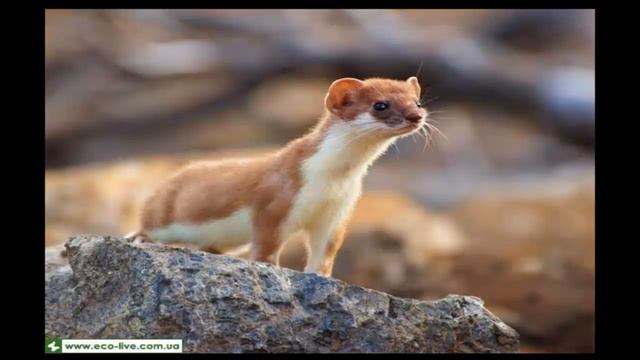 ГОРНОСТАЙ часть 5 смотреть онлайн