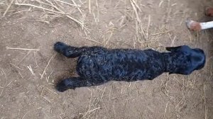 Ящур у ягнят