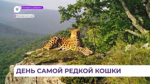 Во Владивостоке открыта регистрация на спортивный флешмоб в «День леопарда»