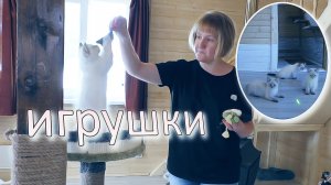Сибирские Невские Маскарадные Кошки - Игрушки??
