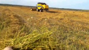 Первая уборка льна масличного!