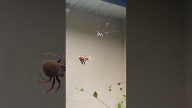 Tropical Orb Weaver Spider Weaving a Web