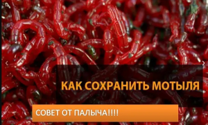 КАК СОХРАНИТЬ МОТЫЛЯ в ДОМАШНИХ УСЛОВИЯХ_.mp4