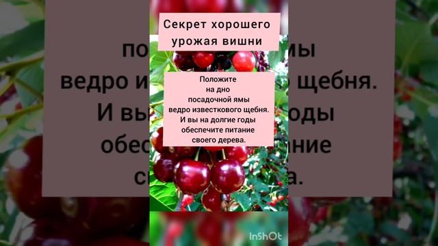 Секрет хорошего урожая вишни  #вишня #посадка вишни