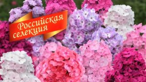 Флоксы российской селекции от Агрофирмы ПОИСК
