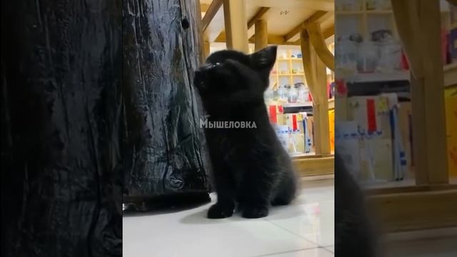 котикииии пушистые